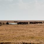 Aida + Tim | Hochzeitsfotografen am Bodensee Josefin & Freddy | Island  - Hochzeitsfotografie von Aida und Tim