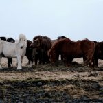 Aida + Tim | Hochzeitsfotografen am Bodensee Josefin & Freddy | Island  - Hochzeitsfotografie von Aida und Tim